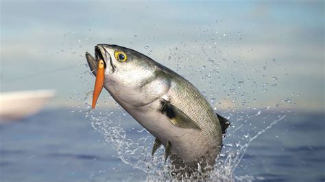 What Is A Bluefish – The Complete Breakdown of this Cool Fish.